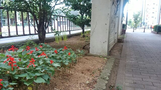 Manju Shaka The intensity that beats common sage or is happy to bloom in Hamacho.