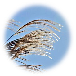  Japanese pampas grass swaying in the autumn breeze 2020