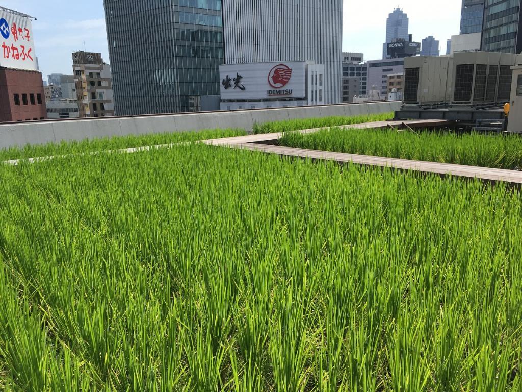  Hakutsuru Ginza Tenku Farm 2020 The second rice growth situation-Hakuzuru Sake Brewery-