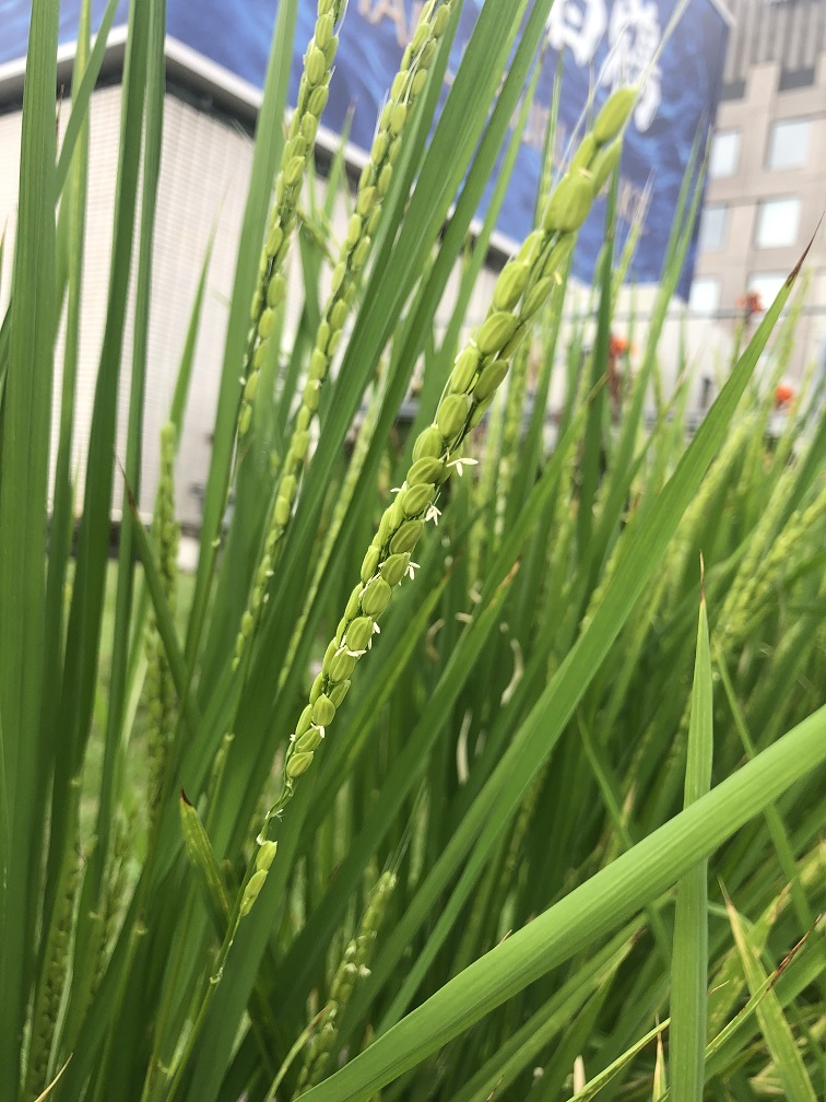  Hakutsuru Ginza Tenku Farm 2020 The second rice growth situation-Hakuzuru Sake Brewery-