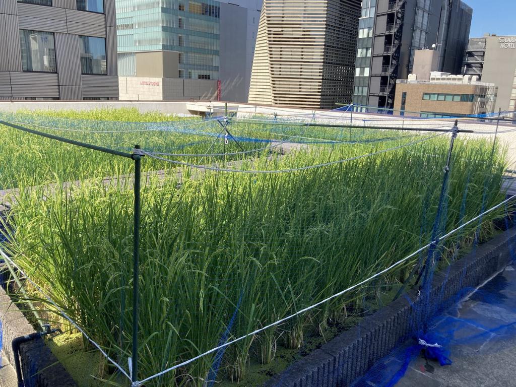  Hakutsuru Ginza Tenku Farm 2020 The second rice growth situation-Hakuzuru Sake Brewery-