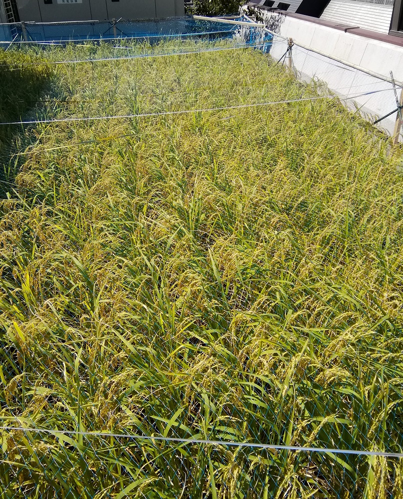  Hakutsuru Ginza Tenku Farm 2020 The second rice growth situation-Hakuzuru Sake Brewery-