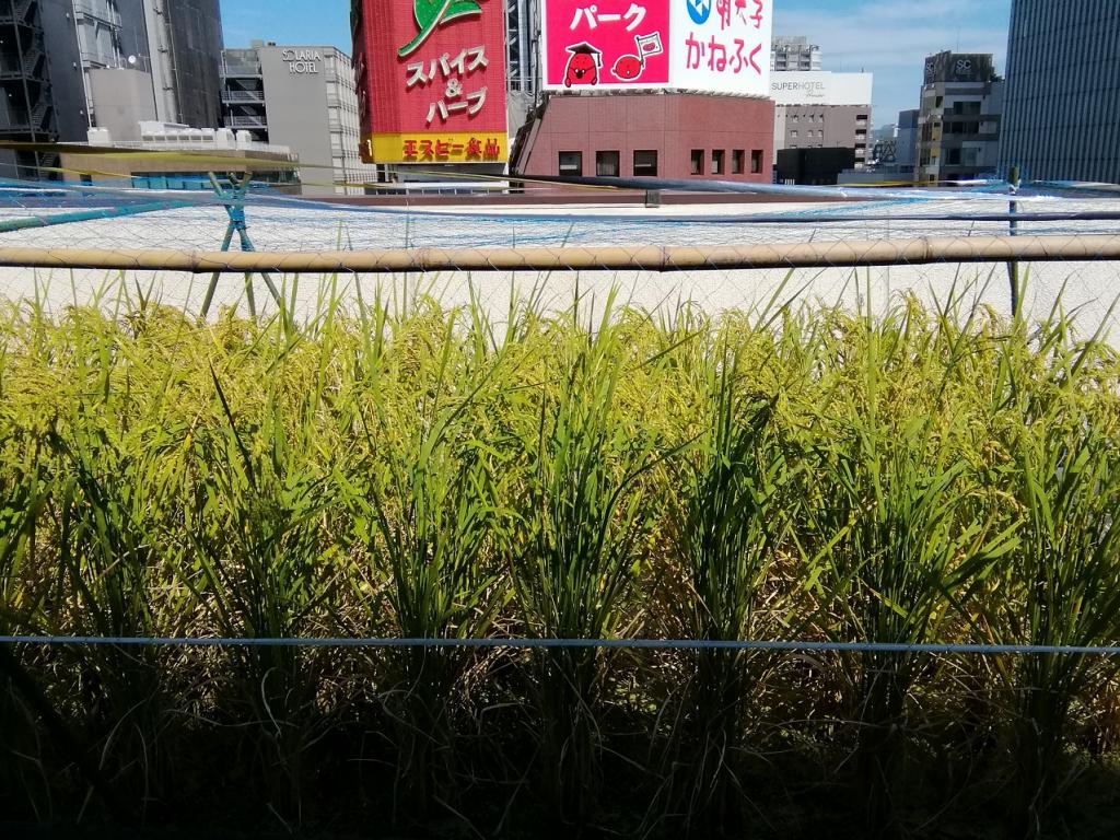  Hakutsuru Ginza Tenku Farm 2020 The second rice growth situation-Hakuzuru Sake Brewery-