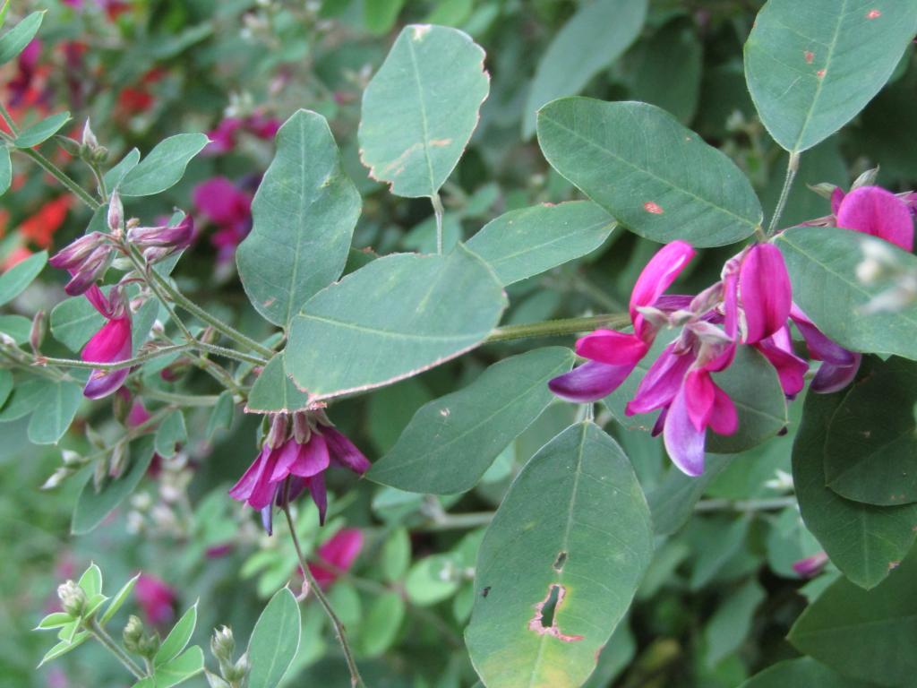  Chuo-ku-ku-October edition with birth flowers