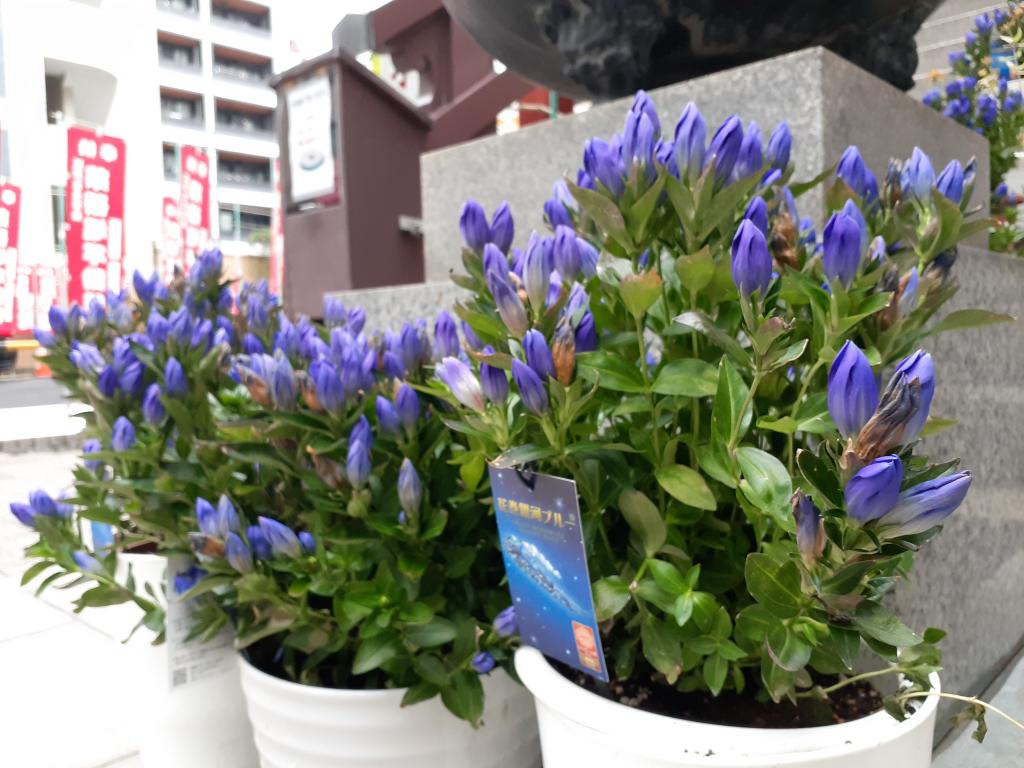  Chuo-ku to go around with birth flowers-August / September extra edition-