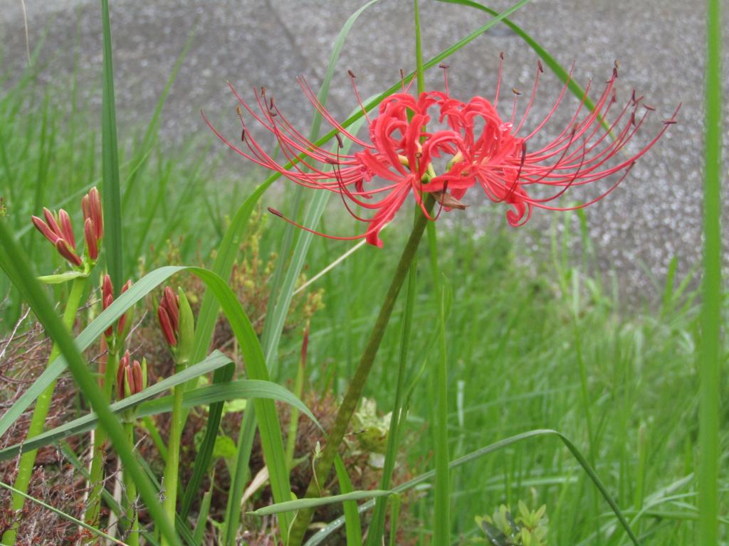  Chuo-ku to go around with birth flowers-August / September extra edition-