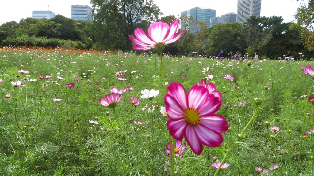 Hamarikyu Onshi Park Autumn Flower Field Hamarikyu Onshi Garden to Asakusa a small trip by [water bus]