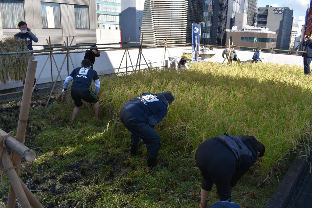  2020 Hakutsuru Ginza Tenku Rice Harvesting
　~ Hakutsuru Sake Brewery ~