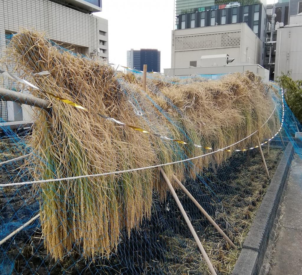  2020 Hakutsuru Ginza Tenku Rice Harvesting
　~ Hakutsuru Sake Brewery ~