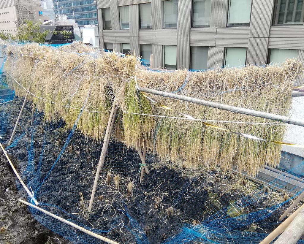  2020 Hakutsuru Ginza Tenku Rice Harvesting
　~ Hakutsuru Sake Brewery ~