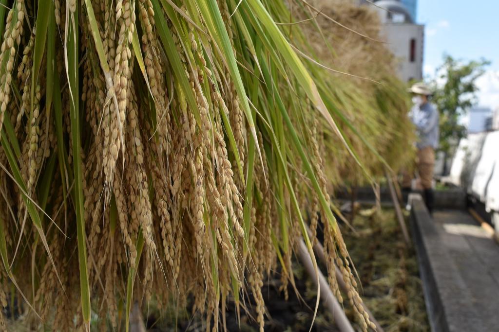  2020 Hakutsuru Ginza Tenku Rice Harvesting
　~ Hakutsuru Sake Brewery ~