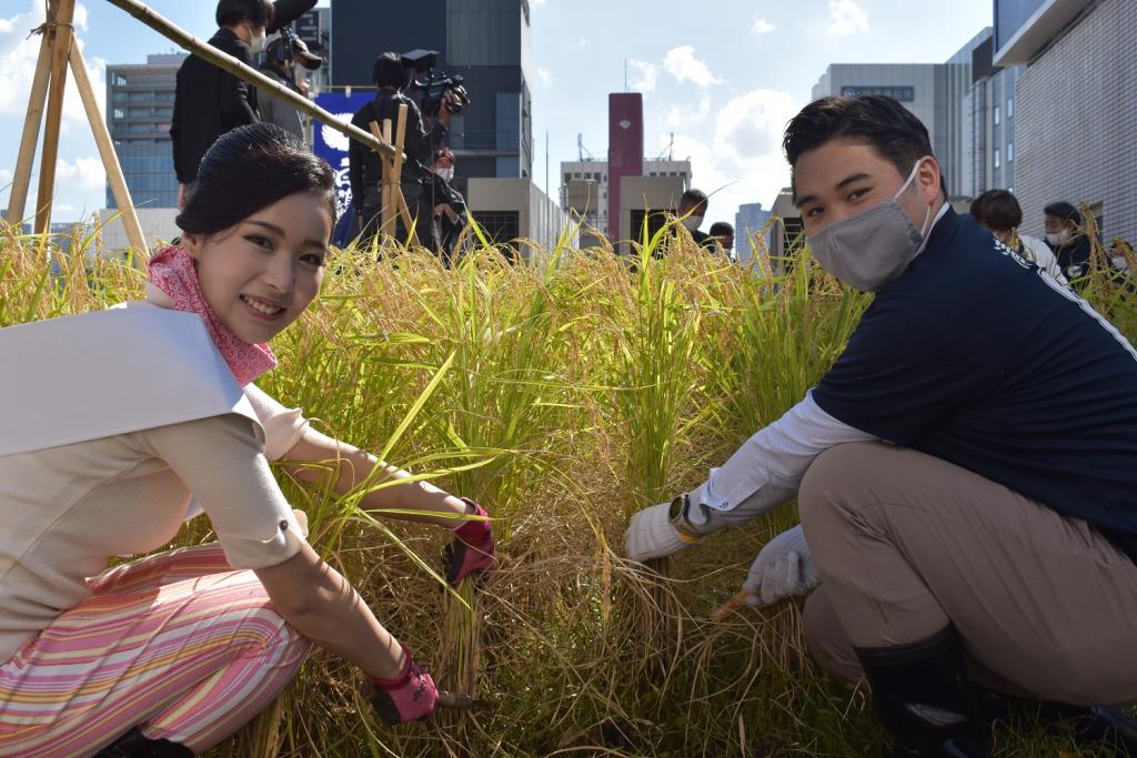  2020 Hakutsuru Ginza Tenku Rice Harvesting
　~ Hakutsuru Sake Brewery ~