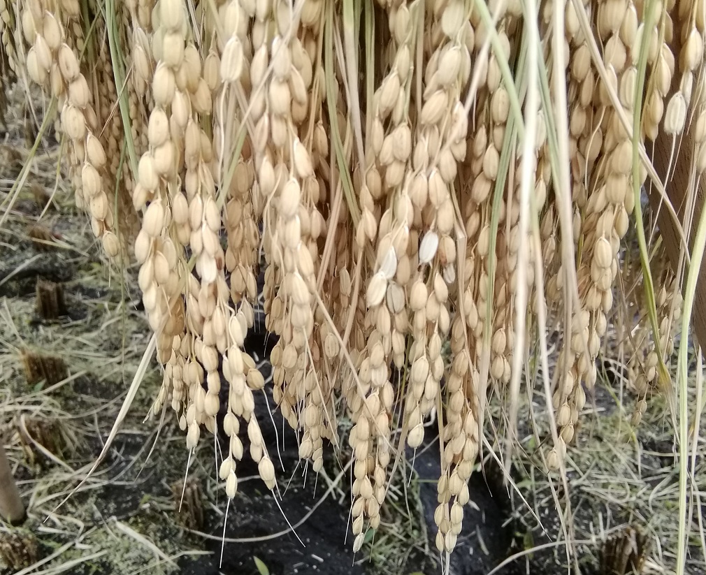  2020 Hakutsuru Ginza Tenku Rice Harvesting
　~ Hakutsuru Sake Brewery ~