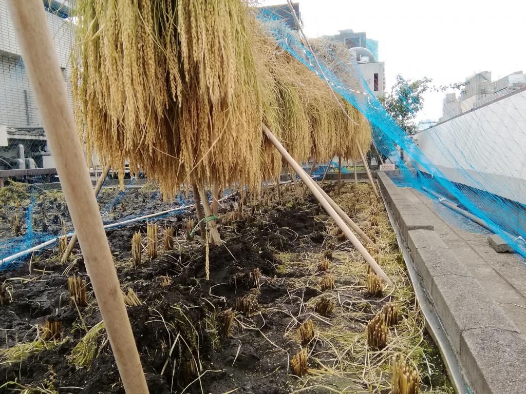  2020 Hakutsuru Ginza Tenku Rice Harvesting
　~ Hakutsuru Sake Brewery ~