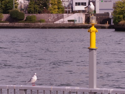  Autumn Ishikawajima Park Bird Walk