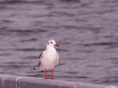  Autumn Ishikawajima Park Bird Walk