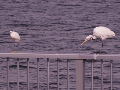  Autumn Ishikawajima Park Bird Walk