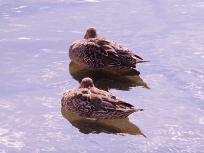  Autumn Ishikawajima Park Bird Walk