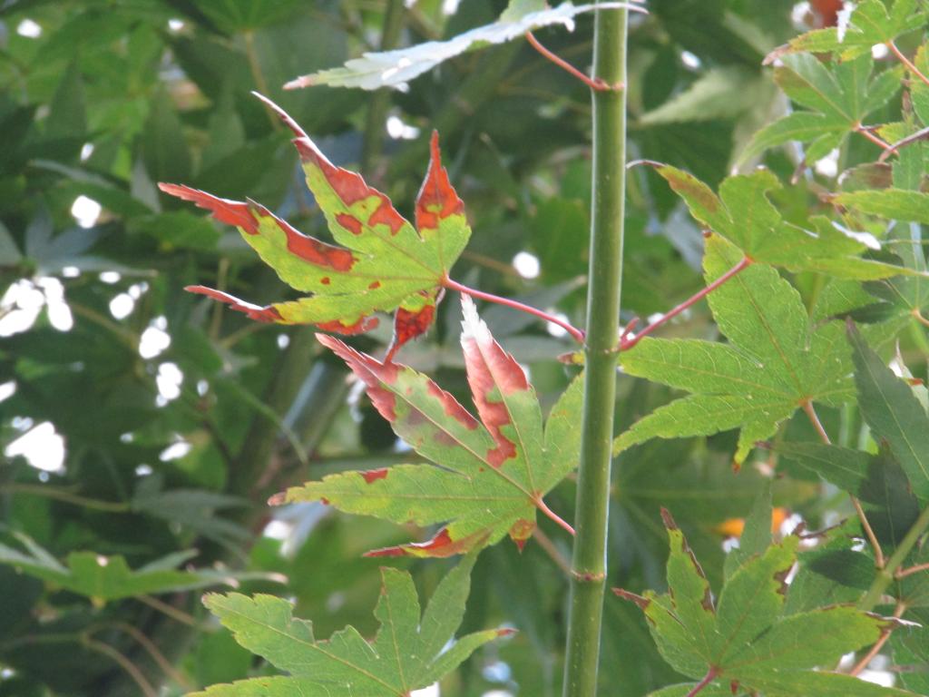  Only this fall! Autumn leaves and yellow leaf snaps in Chuo-ku