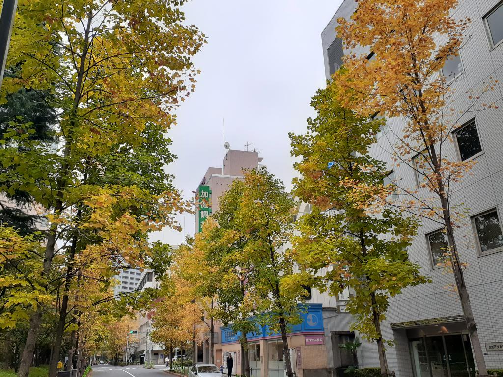  Only this fall! Autumn leaves and yellow leaf snaps in Chuo-ku