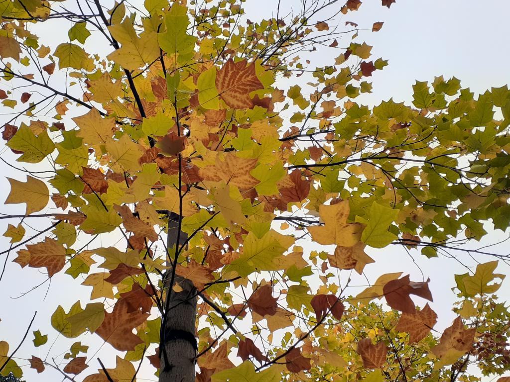  Only this fall! Autumn leaves and yellow leaf snaps in Chuo-ku