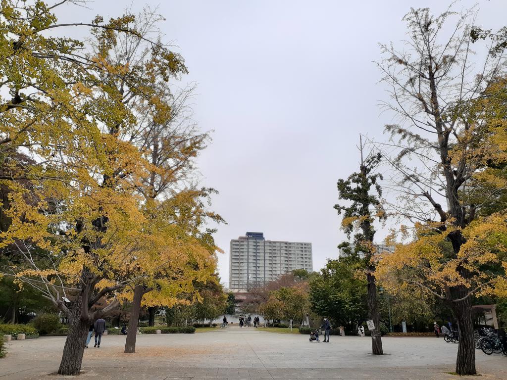  Only this fall! Autumn leaves and yellow leaf snaps in Chuo-ku