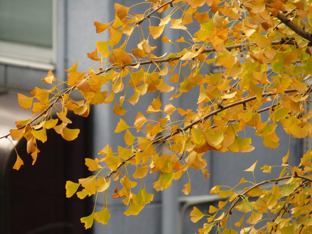  Only this fall! Autumn leaves and yellow leaf snaps in Chuo-ku