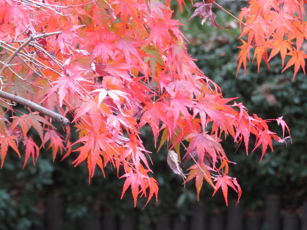  Only this fall! Autumn leaves and yellow leaf snaps in Chuo-ku