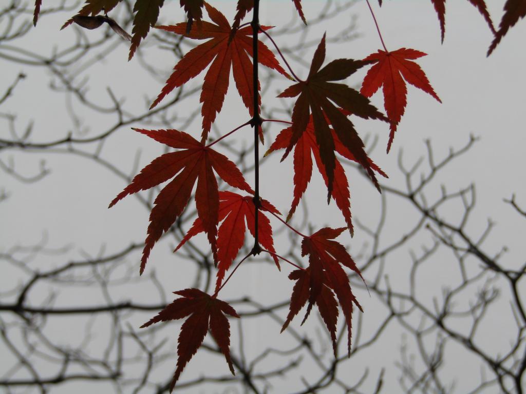  Only this fall! Autumn leaves and yellow leaf snaps in Chuo-ku