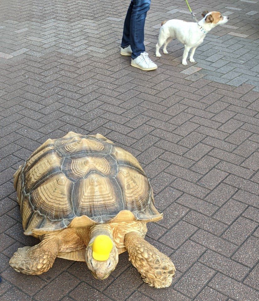 Big turtles walking around Monja Street Original Tsukishima 40 minutes walk around town - Guided part 2 (2/2)
