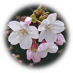  2019 Yoshino cherry tree flowering