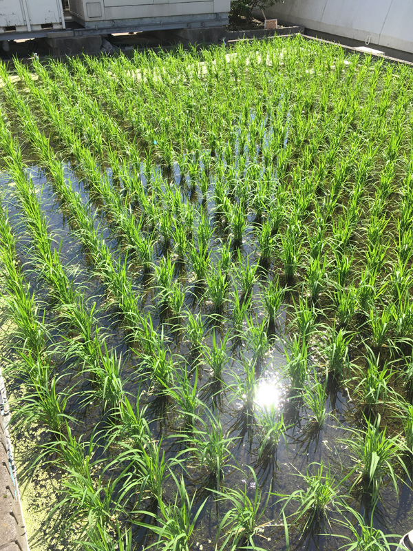  2020 Hakutsuru Ginza Tenku Farm Grade Inspection of Sake Rice Harvested-Hakuzuru Sake Brewery-