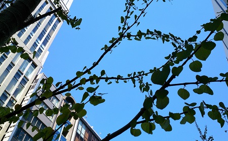  New scenery of Mebuki Ginza Street