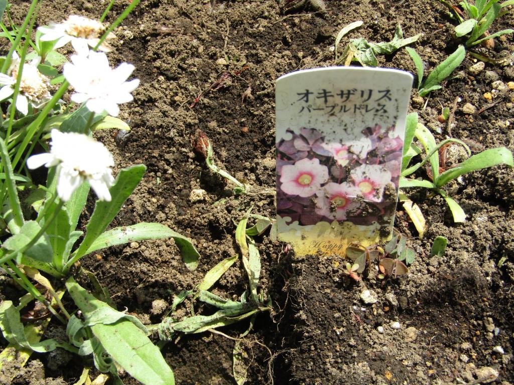  Chuo-ku-January edition with birth flowers