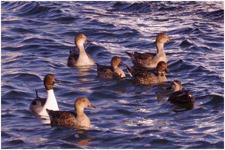 northern pintail Started a bird walk in Ishikawajima Park in 2021