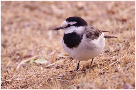  Starting a bird walk in Ishikawajima Park in 2021