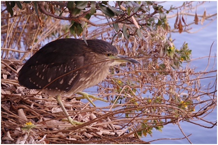 Hoshigoi 2021 Ishikawajima Park Bird Walk Begins