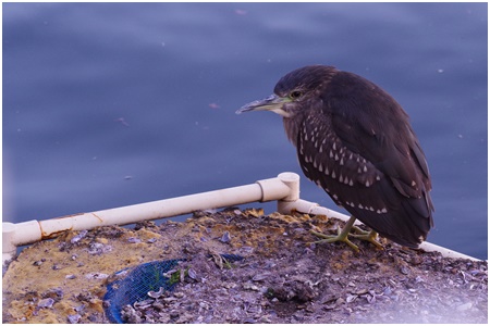  Starting a bird walk in Ishikawajima Park in 2021