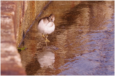 common sandpiper Started a bird walk in Ishikawajima Park in 2021