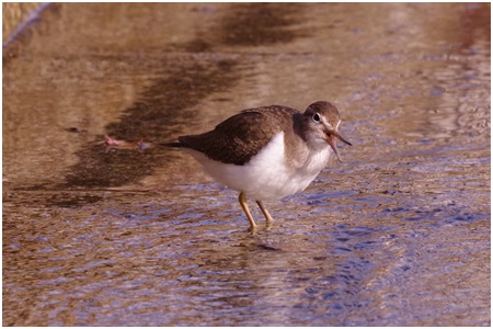  Starting a bird walk in Ishikawajima Park in 2021