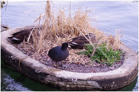 Oban 2021 Ishikawajima Park Bird Walk Begins