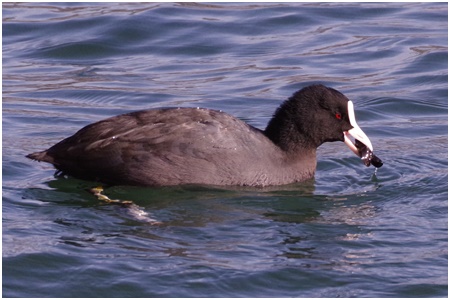  Starting a bird walk in Ishikawajima Park in 2021