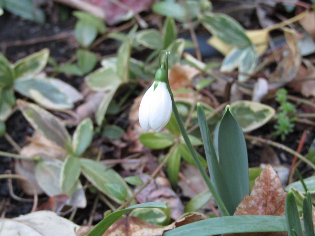  Chuo-ku-ku-February edition with birth flowers