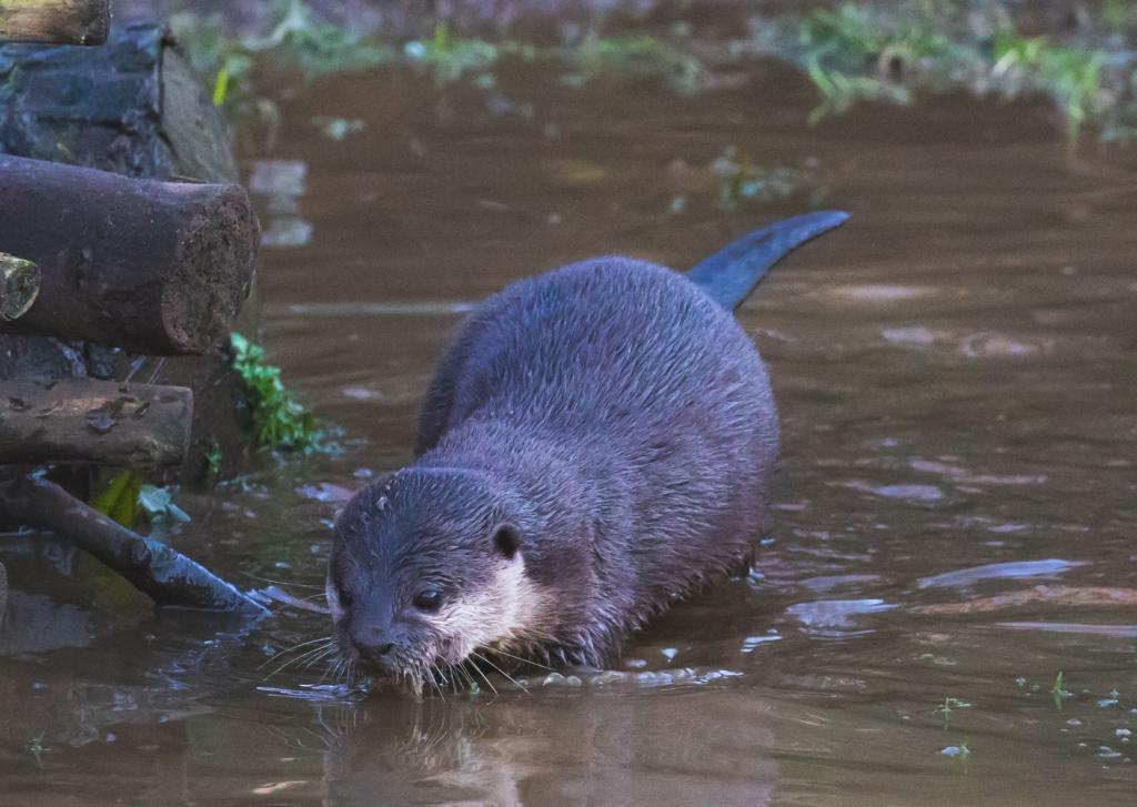  Tsukuda Island when otter was in