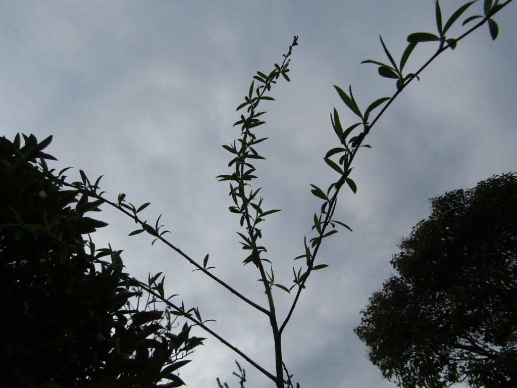  "Ginza Willow" Growth Diary ~ Spring 2021 ~