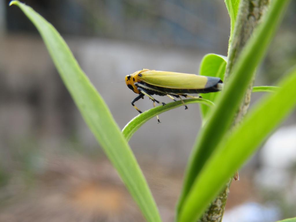  "Ginza Willow" Growth Diary ~ Spring 2021 ~