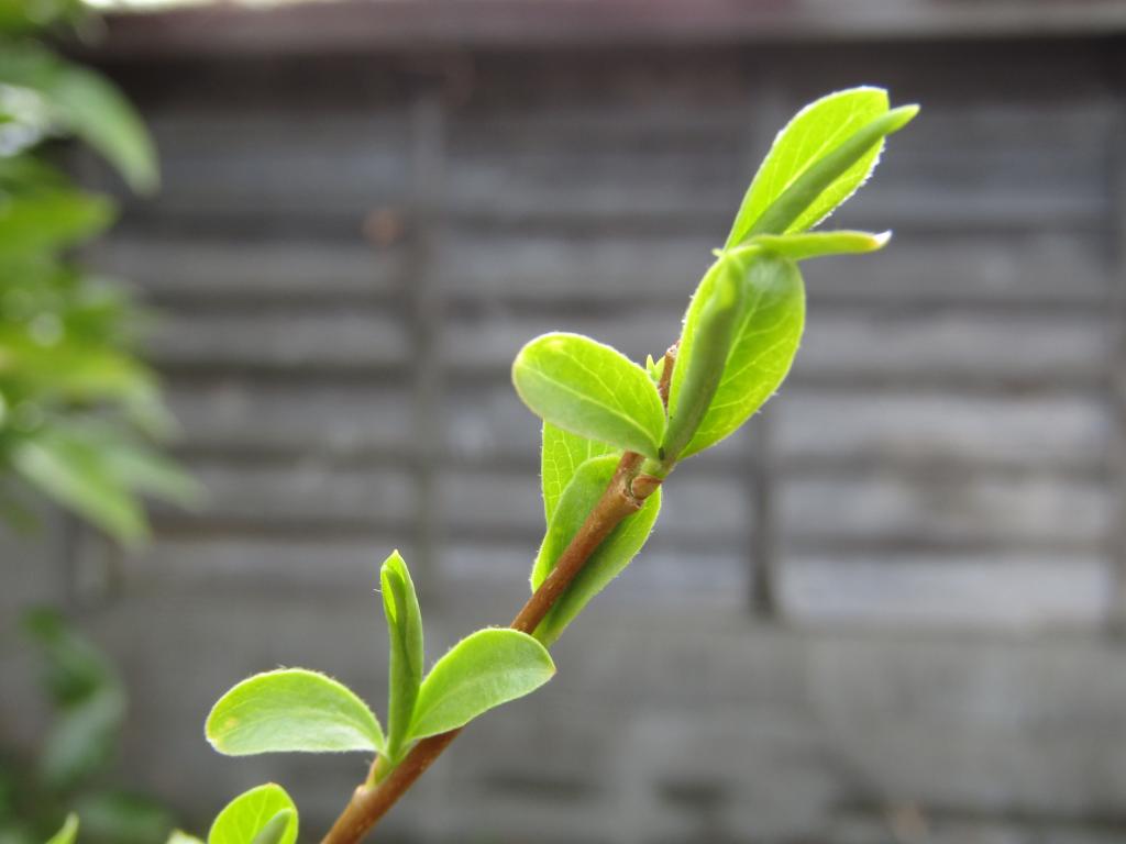  "Ginza Willow" Growth Diary ~ Spring 2021 ~