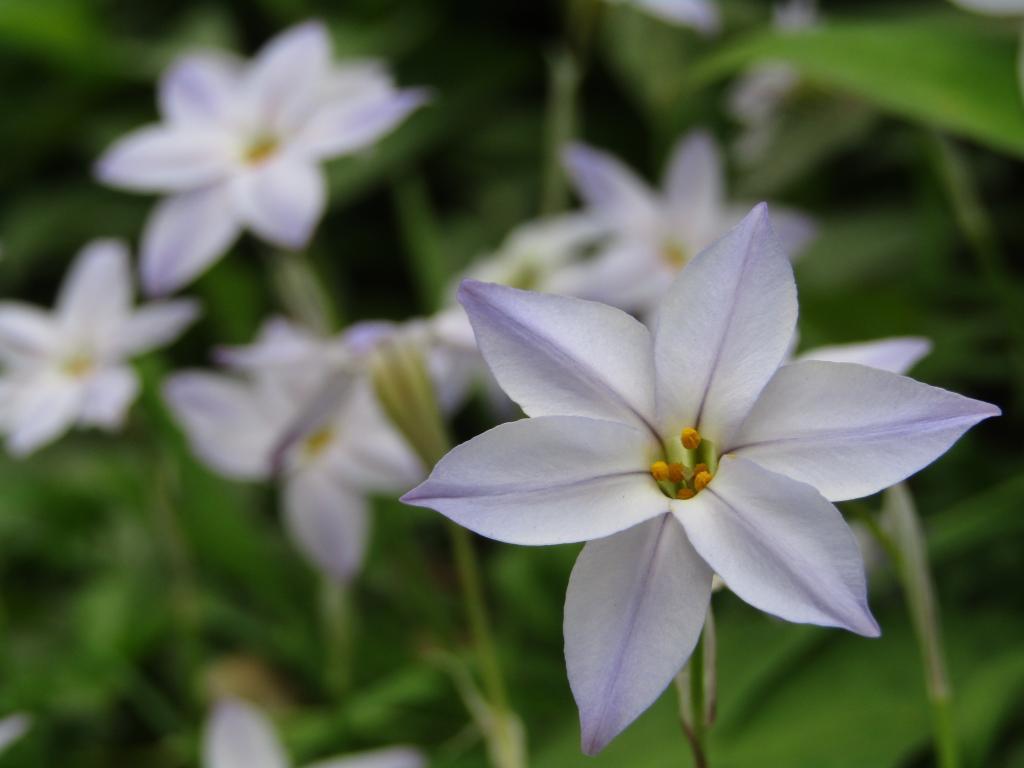  Chuo-ku-ku-April edition with birth flowers