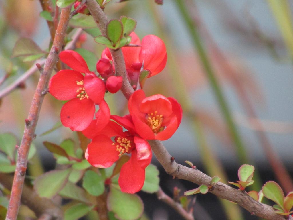  Chuo-ku ~ March ~ around with birth flowers