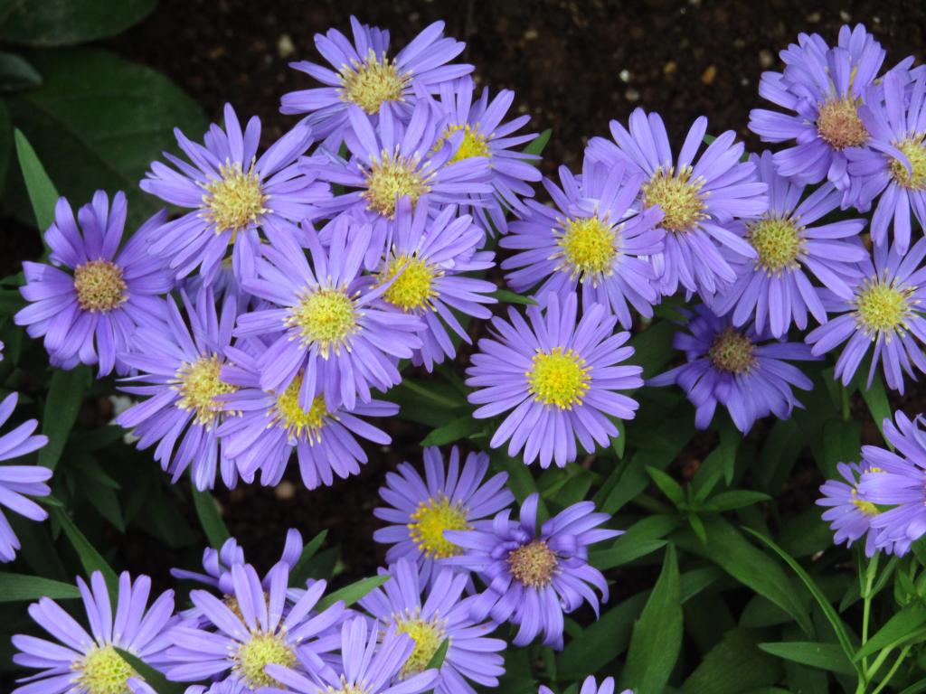  Chuo-ku ~ March ~ around with birth flowers